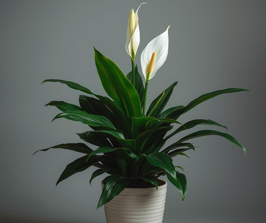 Peace Lily brings that calm, spa-like vibe.